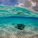 A stingray swimming along a sandbar in the Grand Cayman